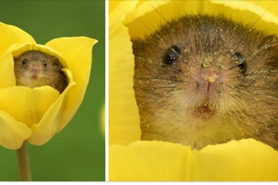 Photographer Tiptoes Through The Tulips To Shoot Harvest Mice, And The Result Will Make Your Day