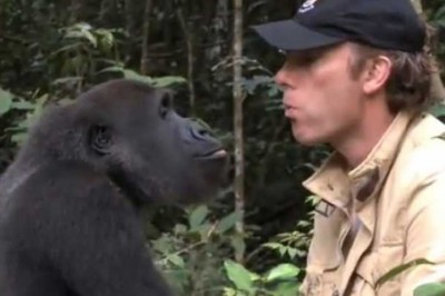 Gorilla Sees The Man Who Took Care Of It For 5 Years, And Its Reaction Is Just Heart-Warming!