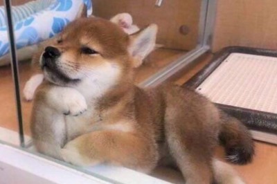 20 Cute Examples Of Why Shibas Are The Undisputed Canine Stars Of The Internet