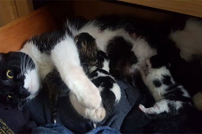 Man Walks Into His Bedroom And Sees A Cat That Just Gave Birth. The Best Part? The Cat Isn't Even His