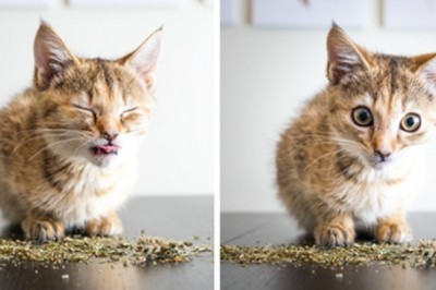 Photographer Gathered Bunch Of Cats, Scattered Some Catnip... And The Rest Is Pure Joy