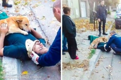 20 Examples Of Why We Love Dogs Almost As Much As They Love Us
