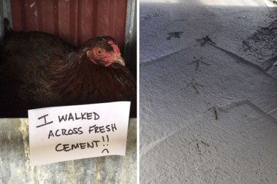 20 Examples Of Why Chicken Shaming May Just Be The New Best Thing On The Internet.
