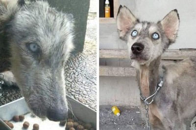 Man Rescues Abused Husky On The Brink Of Death, 10 Months Later Nobody Could Tell It's The Same Dog
