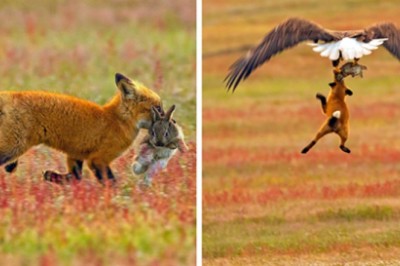 Incredible Battle Between Fox And Eagle Over Rabbit, Caught On A Series Of Intense Photos