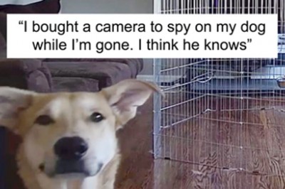 20 Funny And Adorable Dog Snapchat That Will Brighten Up Your Day